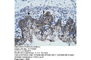 Human Stomach (APOBEC3G Antikörper  (N-Term))