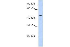 Western Blotting (WB) image for anti-Zinc Finger Protein 213 (ZNF213) antibody (ABIN2458319) (ZNF213 Antikörper)