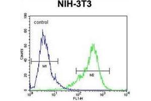 Flow cytometric analysis of NIH-3T3 cells using KIAA1609 Antibody (C-term) Cat.