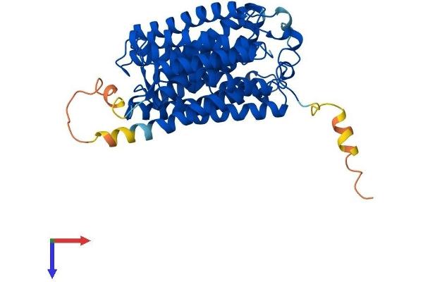 RHAG Protein (AA 1-438) (His tag)