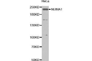Western Blotting (WB) image for anti-Nuclear Mitotic Apparatus Protein 1 (NUMA1) (AA 1-309) antibody (ABIN1681136) (NUMA1 Antikörper  (AA 1-309))