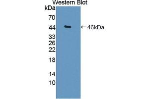 Detection of Recombinant DKK3, Rat using Polyclonal Antibody to Dickkopf Related Protein 3 (DKK3) (DKK3 Antikörper  (AA 41-348))