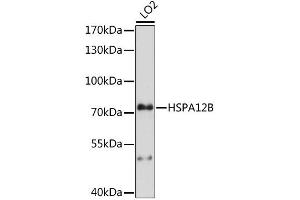 Western blot analysis of extracts of LO2 cells, using HSPA12B antibody (ABIN6294027) at 1:1000 dilution. (HSPA12B Antikörper)