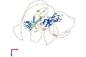 MCPH1 Protein (AA 1-822) (His tag)