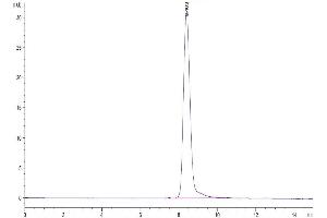 The purity of Cynomolgus KLKB1 is greater than 95 % as determined by SEC-HPLC. (KLKB1 Protein (AA 20-638) (His tag))