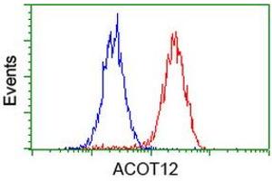 Image no. 6 for anti-Acyl-CoA Thioesterase 12 (ACOT12) antibody (ABIN1496414) (ACOT12 Antikörper)