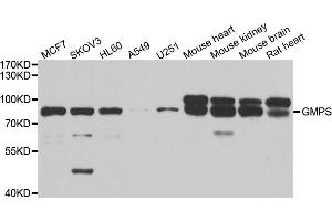 Western blot analysis of extracts of various cell lines, using GMPS antibody. (GMP Synthase Antikörper)