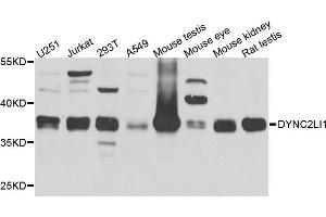 Western blot analysis of extract of various cells, using DYNC2LI1 antibody. (DYNC2LI1 Antikörper)