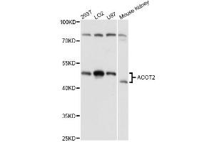 Western blot analysis of extracts of various cell lines, using ACOT2 antibody (ABIN6291384) at 1:3000 dilution. (ACOT2 Antikörper)