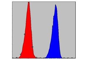 FC analysis of A549 cells using CHUK antibody (blue) and negative control (red). (IKK alpha Antikörper)