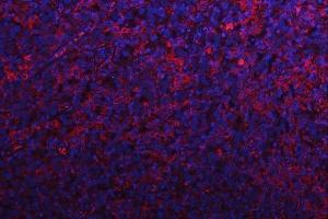 IF analysis of RPS15A using anti-RPS15A antibody (ABIN7598954). (RPS15A Antikörper  (AA 1-113))