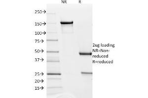 SDS-PAGE Analysis Purified PD-L2 Mouse Monoclonal Antibody (Z64P2D3*H4). (PDCD1LG2 Antikörper  (AA 27-220))