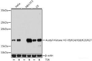 Western blot analysis of extracts of various cell lines using Acetyl-Histone H3-K9/K14/K18/K23/K27 Polyclonal Antibody at dilution of 1:1000. (Histone 3 Antikörper  (acLys9, acLys14, acLys18, acLys23, acLys27))