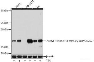 Western Blotting (WB) image for anti-Histone H3 (H3) (acLys14), (acLys18), (acLys23), (acLys27), (acLys9) antibody (ABIN7259751)