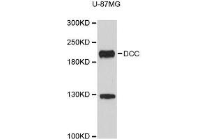 Western blot analysis of extracts of U-87MG cells, using DCC antibody (ABIN5996407). (DCC Antikörper)