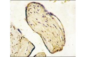 IHC analysis of FFPE human placenta tissue stained with CD73 antibody (CD73 Antikörper  (AA 520-550))