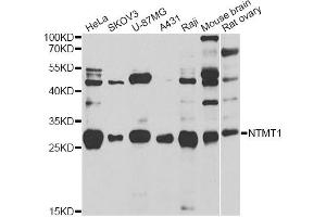 Western blot analysis of extracts of various cell lines, using NTMT1 antibody (ABIN2564239) at 1:1000 dilution. (METTL11A Antikörper)