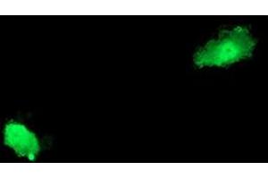 Anti-ASCC2 mouse monoclonal antibody (ABIN2454830) immunofluorescent staining of COS7 cells transiently transfected by pCMV6-ENTRY ASCC2 (RC203391).