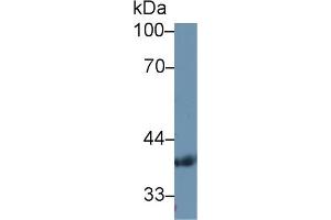 Western Blot; Sample: Human Serum; Primary Ab: 1µg/ml Rabbit Anti-Human PDHb Antibody Second Ab: 0.