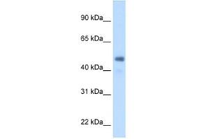 WB Suggested Anti-FGG Antibody Titration:  2. (FGG Antikörper  (Middle Region))