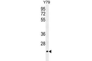 Western Blotting (WB) image for anti-Transcription Elongation Factor A (SII)-Like 3 (TCEAL3) (AA 22-52), (N-Term) antibody (ABIN955123)