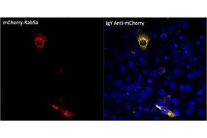 Immunofluorescence (IF) image for Chicken anti-Chicken IgY antibody (DyLight 633) (ABIN7273054)