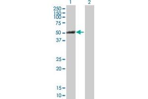 Western Blot analysis of PTK6 expression in transfected 293T cell line by PTK6 MaxPab polyclonal antibody.
