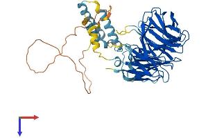 WDR13 Protein (AA 1-485) (His tag)
