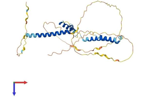 HEYL Protein (AA 1-326) (His tag)