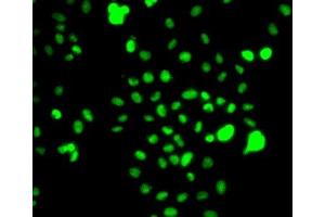 Immunofluorescence (IF) image for anti-CCAAT/enhancer Binding Protein (C/EBP), gamma (CEBPG) (AA 1-150) antibody (ABIN6138388)