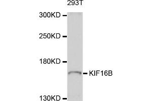 Western blot analysis of extracts of 293T cells, using KIF16B antibody (ABIN5998072) at 1/1000 dilution. (KIF16B Antikörper)