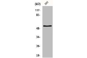 Western Blot analysis of HepG2 cells using IRX2 Polyclonal Antibody (IRX2 Antikörper  (Internal Region))