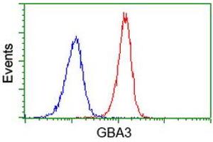 Flow cytometric Analysis of Jurkat cells, using anti-GBA3 antibody (ABIN2454420), (Red), compared to a nonspecific negative control antibody, (Blue). (GBA3 Antikörper  (AA 1-150, AA 370-469))
