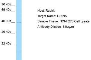 Host: RabbitTarget Name: GRINAAntibody Dilution: 1. (GRINA Antikörper  (Middle Region))