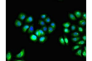 Immunofluorescence (IF) image for anti-Interleukin 1 Receptor Antagonist (IL1RN) (AA 22-235) antibody (ABIN7156764)