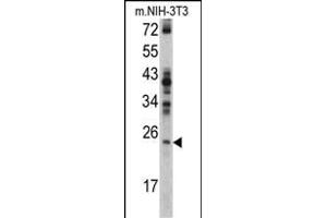 Western blot analysis of RAN antibody (N-term) (ABIN390647 and ABIN2840945) in NIH-3T3 cell line lysates (35 μg/lane). (RAN Antikörper  (N-Term))