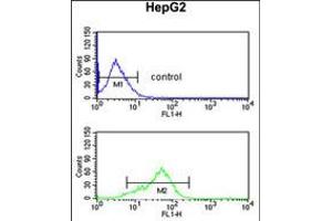 Flow cytometric analysis of HepG2 cells (bottom histogram) compared to a negative control cell (top histogram). (BANK1 Antikörper  (AA 119-146))