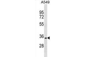 Western Blotting (WB) image for anti-PARK2 Co-Regulated (PACRG) antibody (ABIN2999618) (PACRG Antikörper)