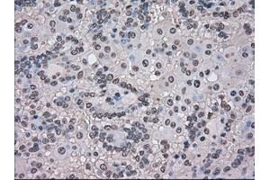 Image no. 7 for anti-Transmembrane Protein 100 (TMEM100) antibody (ABIN1501422) (TMEM100 Antikörper)