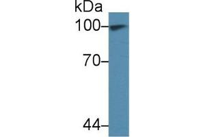 Detection of TNPO1 in Human 293T cell lysate using Polyclonal Antibody to Transportin 1 (TNPO1) (Transportin 1 Antikörper  (AA 593-836))