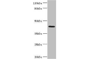 Western blot All lanes: Nitrogen permease regulator 2-like protein antibody at 7 μg/mL + Mouse skeletal muscle tissue Secondary Goat polyclonal to rabbit IgG at 1/10000 dilution Predicted band size: 44, 24 kDa Observed band size: 44 kDa (NPRL2 Antikörper  (AA 1-220))