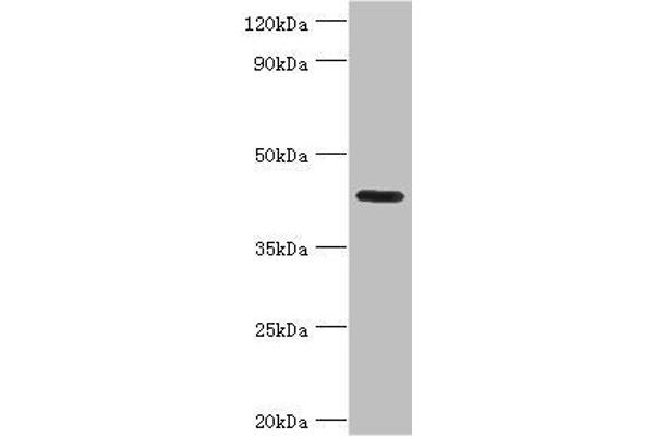 NPRL2 Antikörper  (AA 1-220)