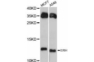 Western blot analysis of extracts of various cell lines, using ERH antibody (ABIN5997692) at 1:3000 dilution. (ERH Antikörper)