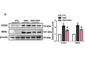 DSC ameliorates DSS-mediated loss of intestinal barrier integrity and inflammatory response. (PTGS2 Antikörper  (AA 375-604))