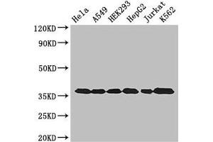 Western Blot Positive WB detected in: Hela whole cell lysate, A549 whole cell lysate, HEK293 whole cell lysate, HepG2 whole cell lysate, Jurkat whole cell lysate, K562 whole cell lysate All lanes: GAPDH antibody at 3 μg/mL Secondary Goat polyclonal to rabbit IgG at 1/50000 dilution Predicted band size: 37, 32 kDa Observed band size: 37 kDa (GAPDH Antikörper  (AA 3-335))