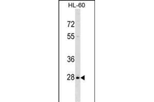IL6 Antibody (N-term) (ABIN1539279 and ABIN2849314) western blot analysis in HL-60 cell line lysates (35 μg/lane). (PPIL6 Antikörper  (N-Term))