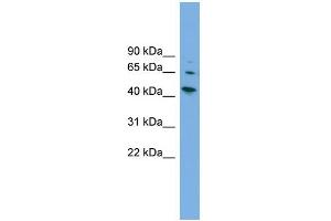 WB Suggested Anti-WIPF2 Antibody Titration: 0. (WIPF2 Antikörper  (Middle Region))