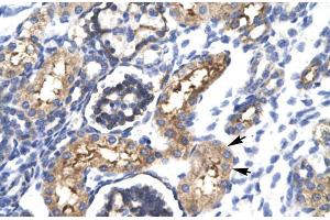 Human kidney; EHF antibody - N-terminal region in Human kidney cells using Immunohistochemistry (EHF Antikörper  (N-Term))