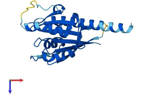 RABL5 Protein (AA 1-185) (His tag)