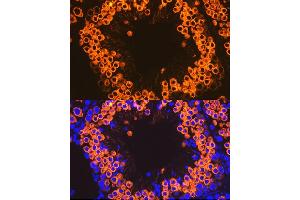 Immunofluorescence analysis of mouse testis cells using Calmegin Rabbit mAb (ABIN7266025) at dilution of 1:100 (40x lens). (Calmegin Antikörper)